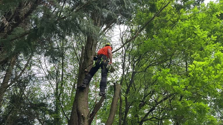 Best Tree Trimming and Pruning  in Eyota, MN